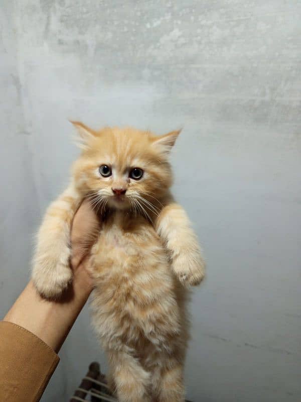 i have 3 kittens and 1 female cat 13