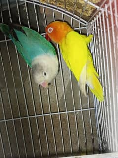 1 lovebirds pair