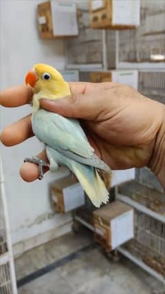 parblue Opline Diltue Splite Palle Fellow Fertile Male