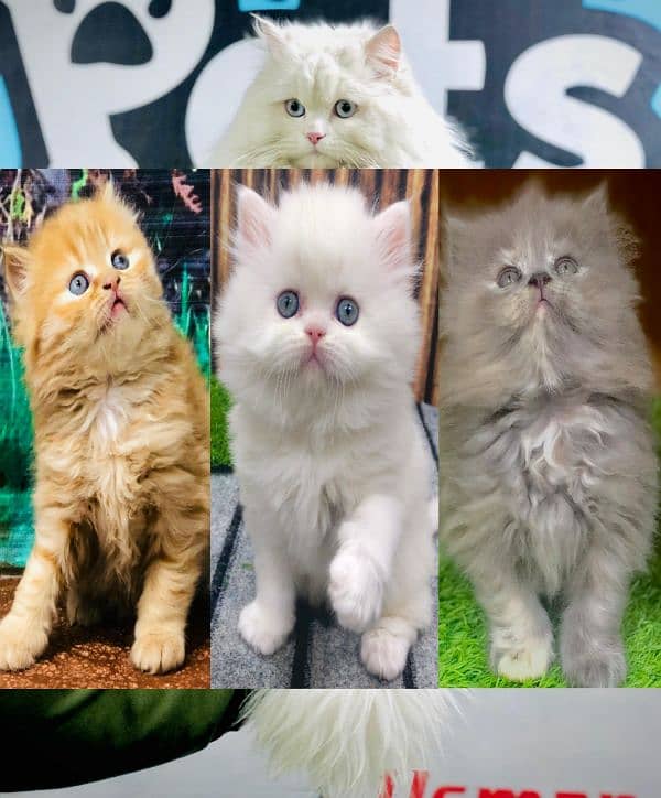 Persian Punch face triple coat cat Kitten 0