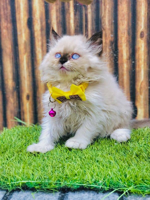 Persian Punch face triple coat cat Kitten 5