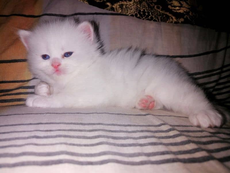 Semi Punch Face Extra Log Coated Hairs With Blue Eyes. . 3