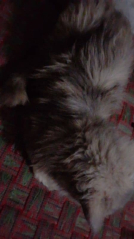 persian gray and brown cat 0