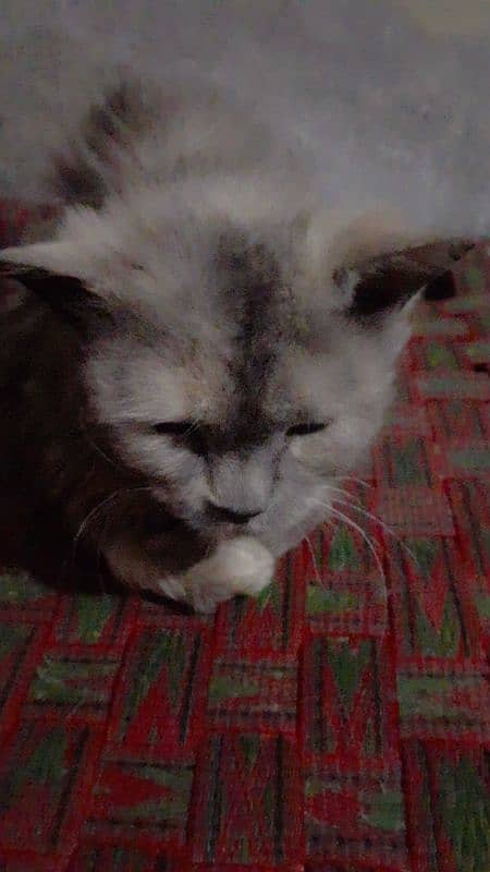 persian gray and brown cat 1