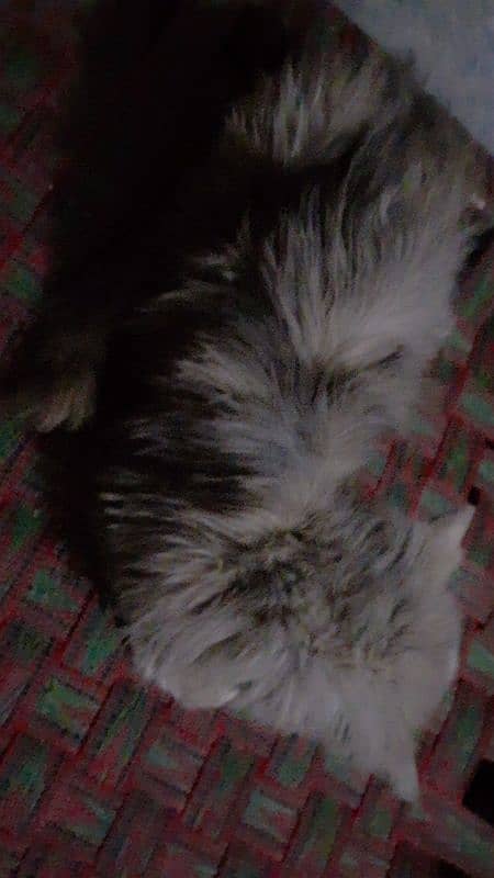 persian gray and brown cat 2