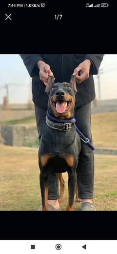 doberman dog