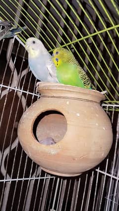 AUSTRALIAN PARROT BREEDER PAIR WiTH 1 baby