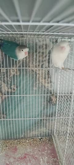 breeder