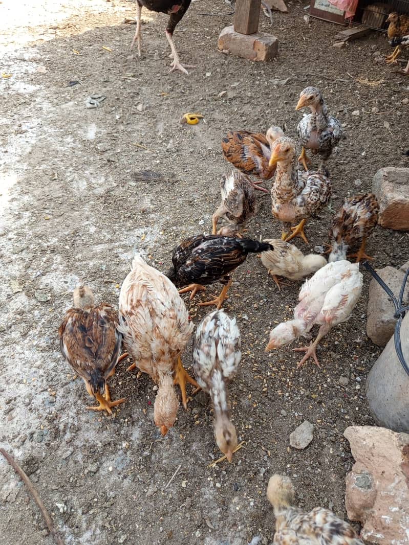 Aseel chicks for sale 0