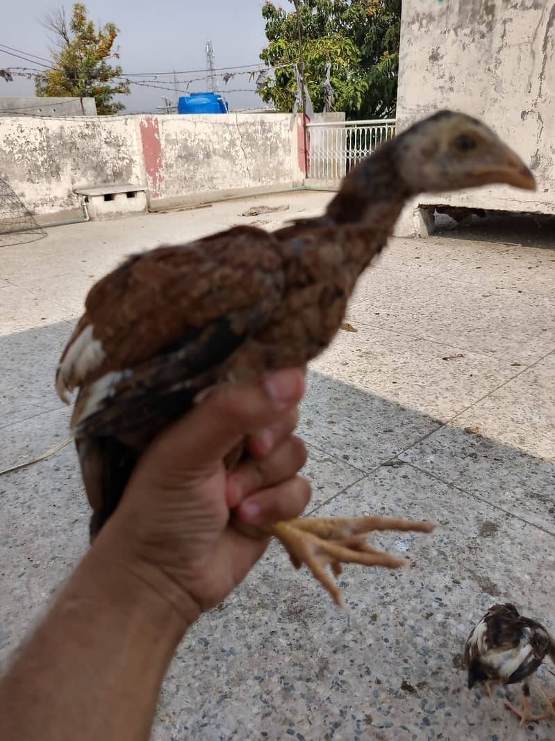 Aseel chicks for sale 3