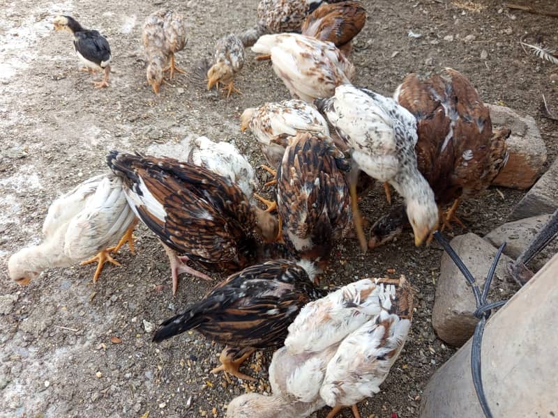 Aseel chicks for sale 5
