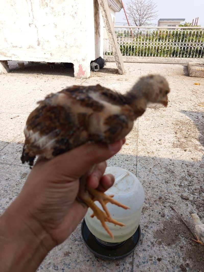 Aseel chicks for sale 6