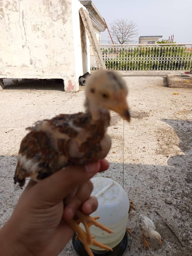 Aseel chicks for sale 7