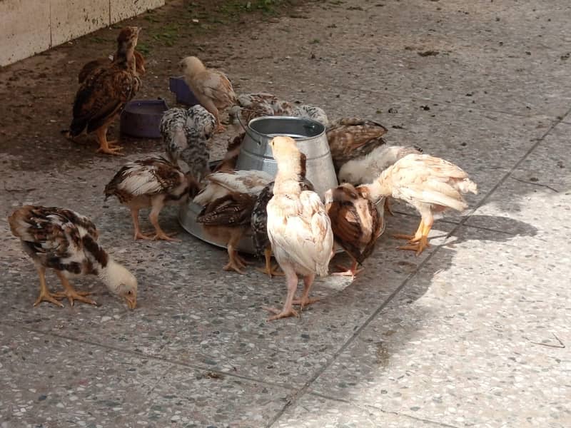 Aseel chicks for sale 8