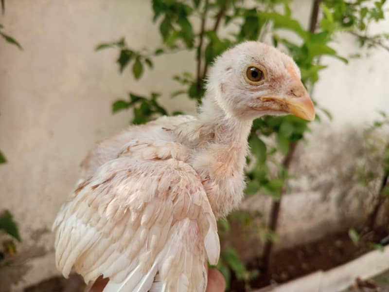 Aseel chicks for sale 9