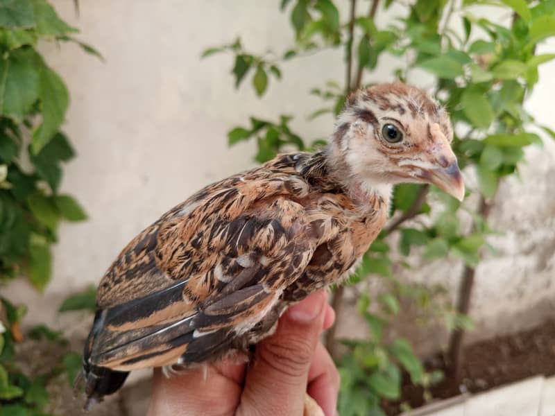 Aseel chicks for sale 13