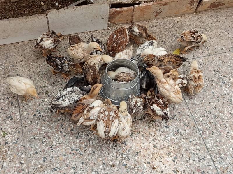 Aseel chicks for sale 15
