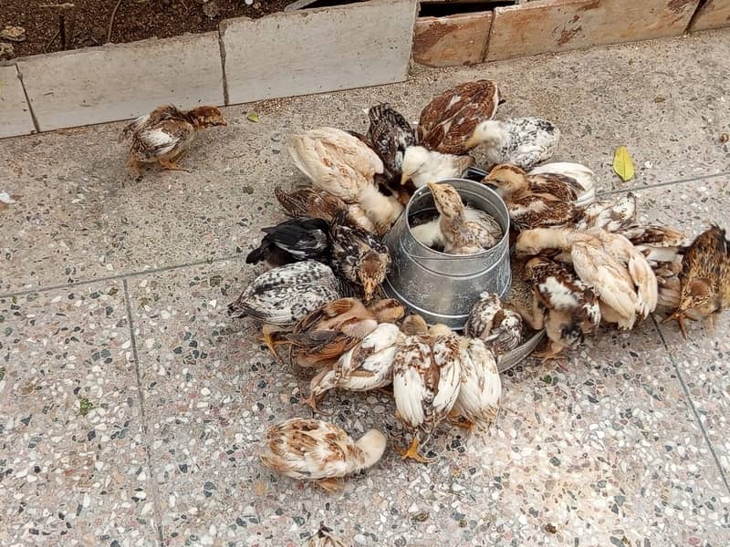 Aseel chicks for sale 16