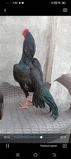 Muska lasni