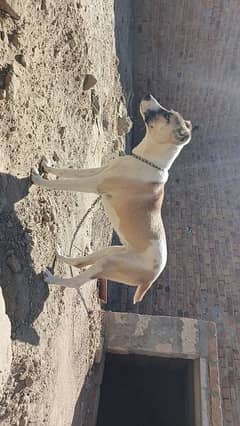 pathani female dog