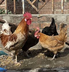 Hens