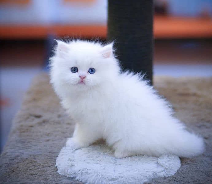 Persian Punch face triple coat cat Kitten 1