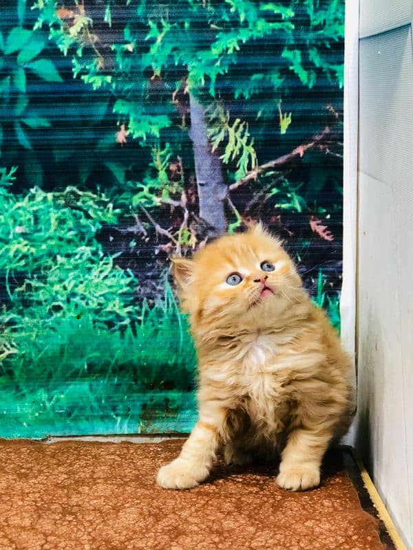 Persian Punch face triple coat cat Kitten 2