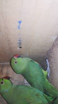 Ringneck