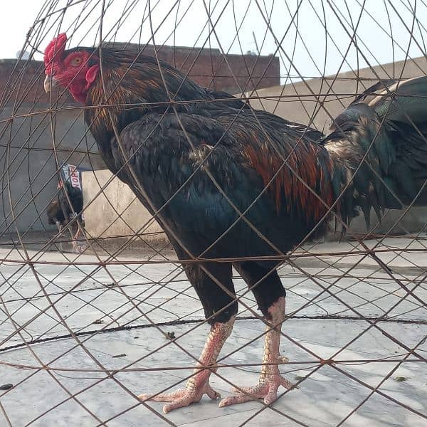 2 Aseel Barma Pair for Sale 0