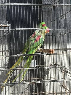 Alexanderine Kashmiri Raw Breeder Pair