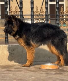 German shepherd female pedigree