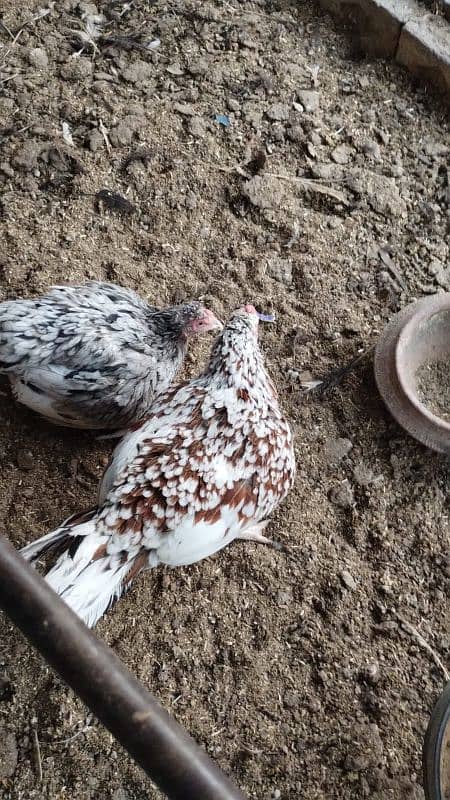 two aseel hen for slae dono  kurak mugi hain 1