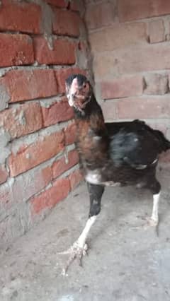 aseel this cross  healthy and active egg laying