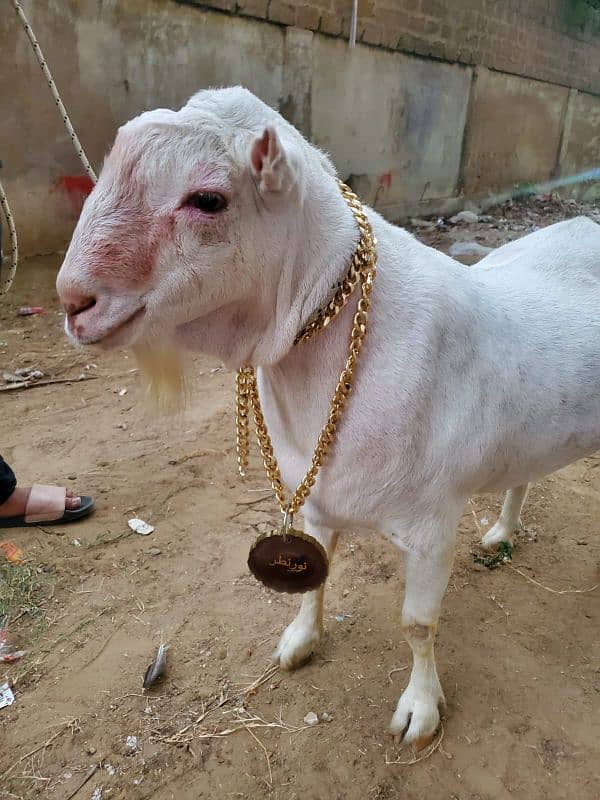Bakra Eid pendant available for both cow and goat 1
