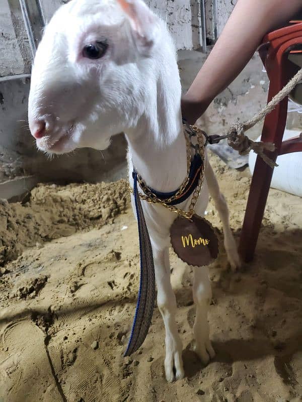 Bakra Eid pendant available for both cow and goat 2