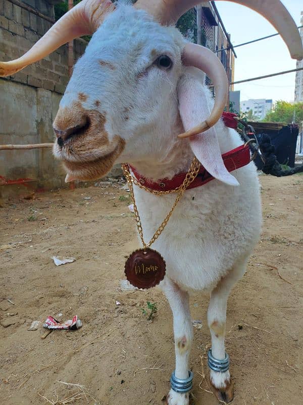 Bakra Eid pendant available for both cow and goat 3