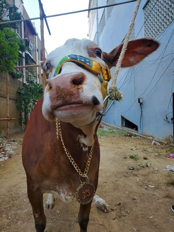 Bakra Eid pendant available for both cow and goat 4