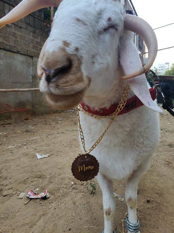 Bakra Eid pendant available for both cow and goat 8