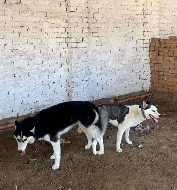 Husky puppies available 0