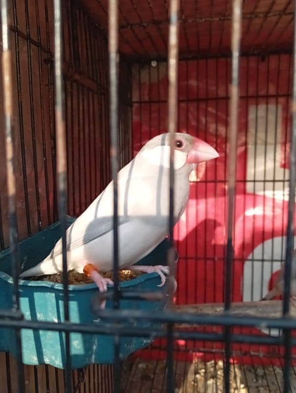 white java breeder pair for sale 0