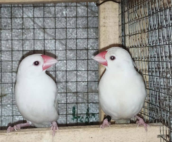 white java breeder pair for sale 1