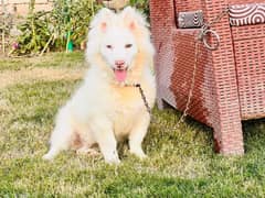 Russian dog