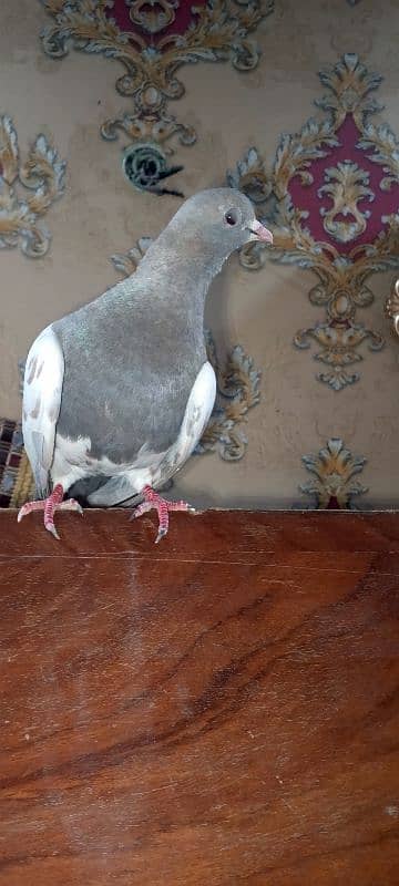 kasni khal Madi breeder 2