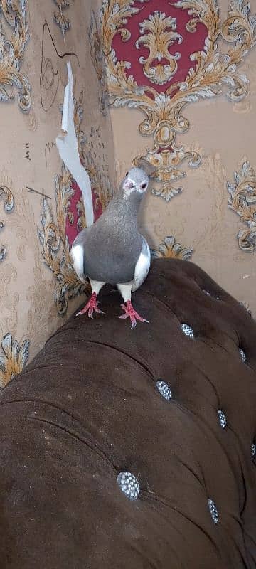 kasni khal Madi breeder 3
