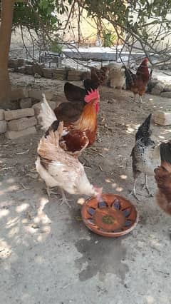 Egg Laying Home Breed Golden Misri for sale