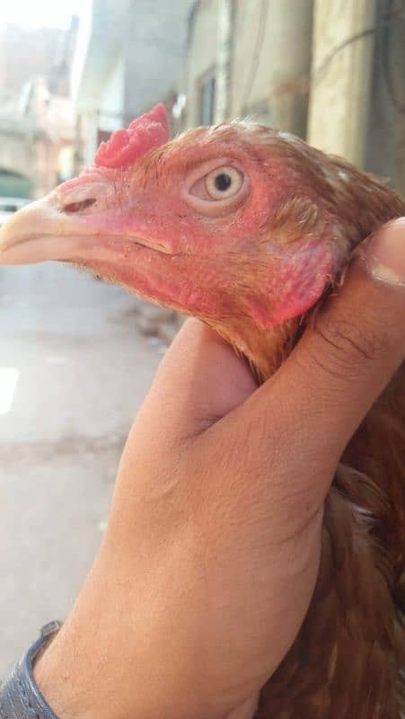 Aseel Sindhi murgi (Female) 0