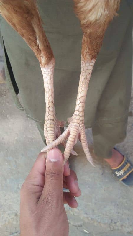 Aseel Sindhi murgi (Female) 1