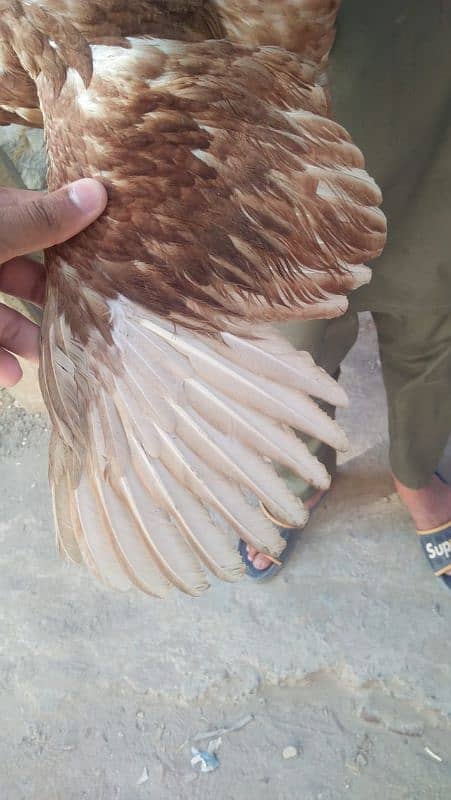 Aseel Sindhi murgi (Female) 2