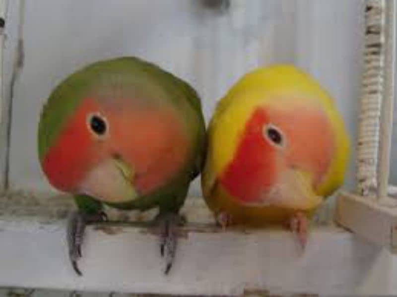 Breeder pair 2