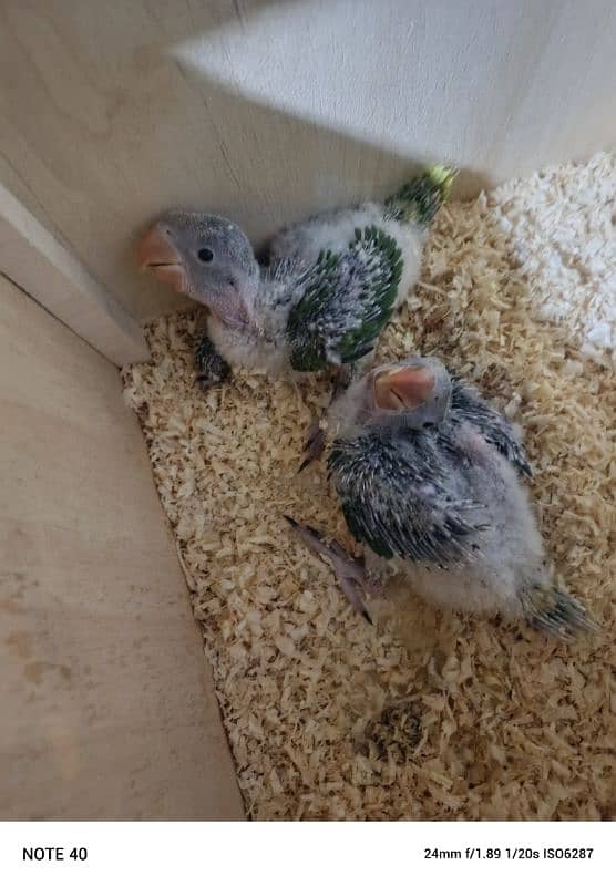 Raw Chicks Healthy and Active 1